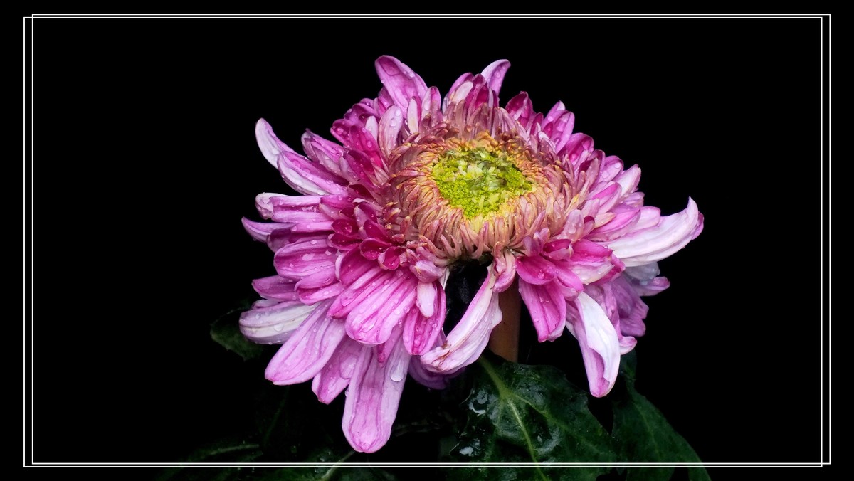 2024.第65届羊诚菊会 (4)