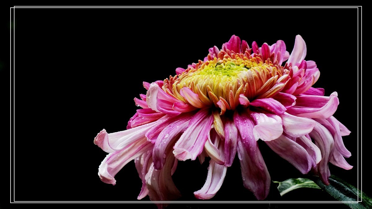 2024.第65届羊诚菊会 (4)