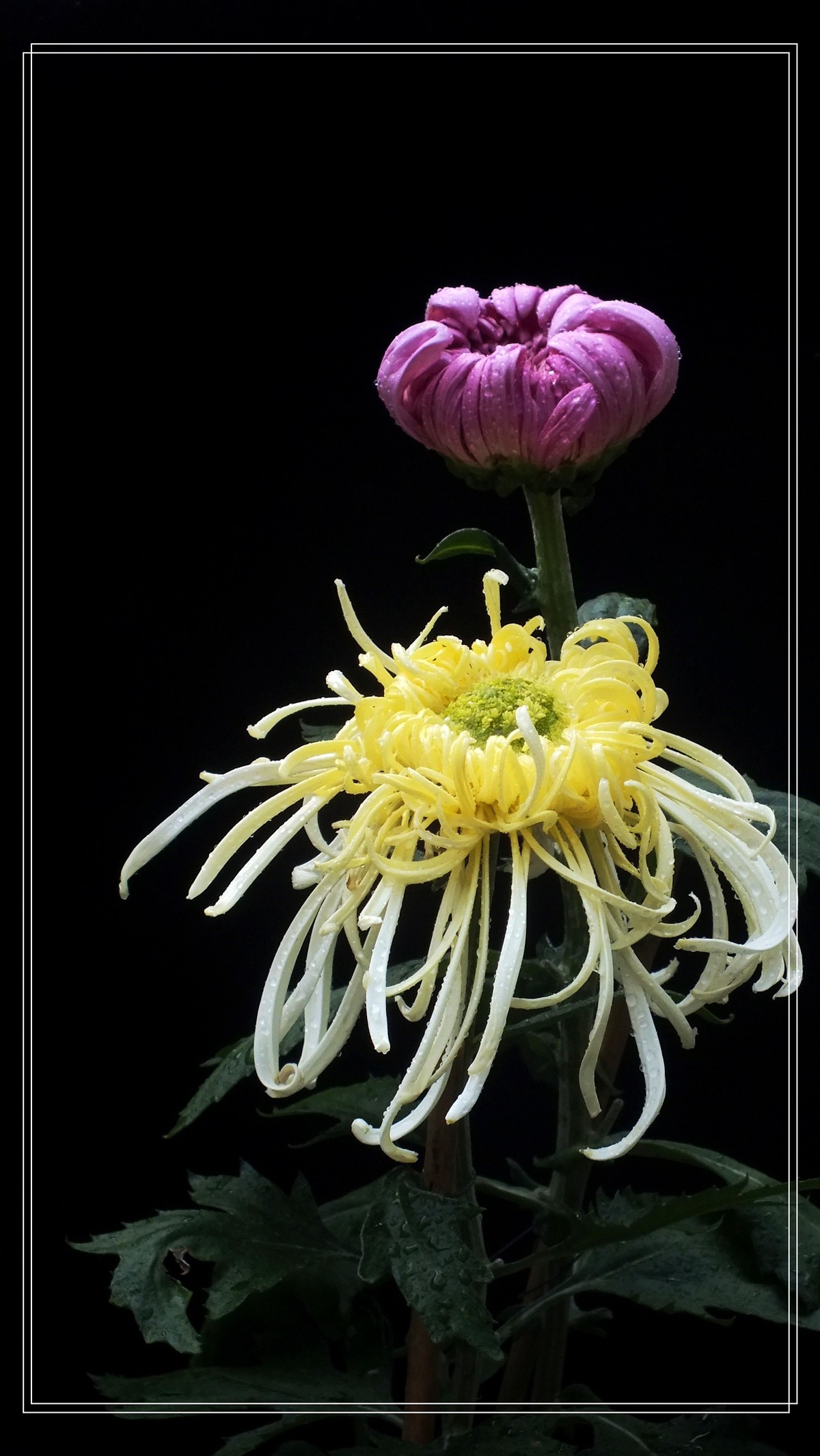 2024.第65届羊诚菊会 (4)