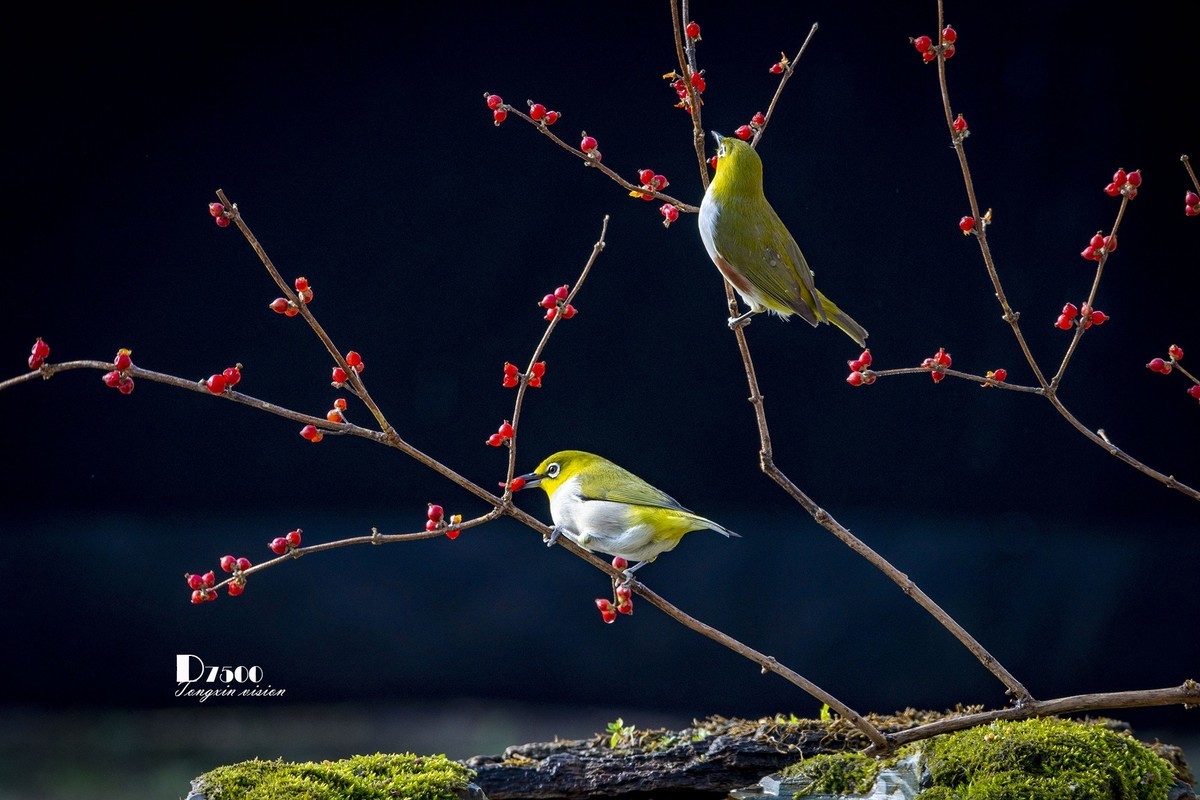 一雀又一雀（28）