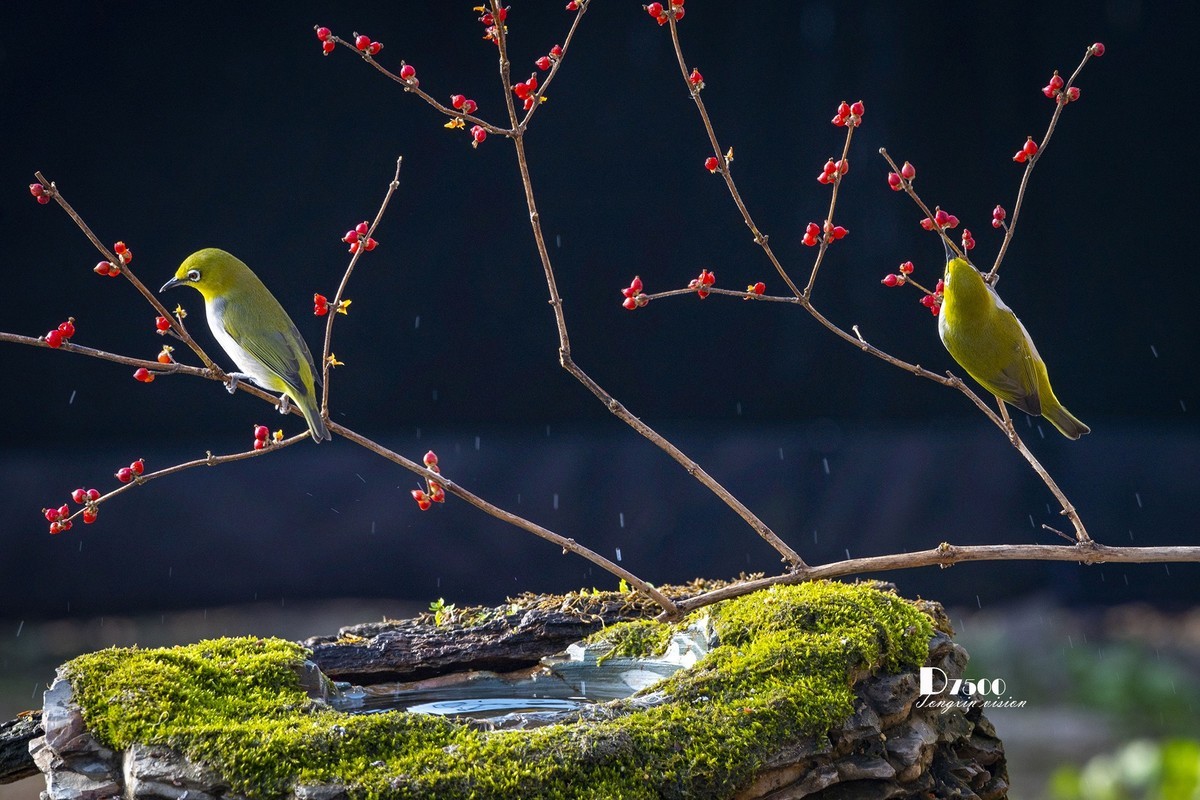一雀又一雀（28）