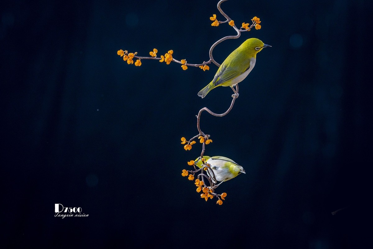 一雀又一雀（28）