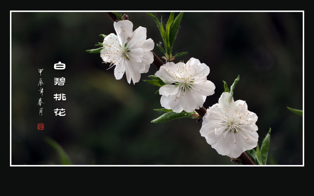 银蕊飘飘的白碧桃花