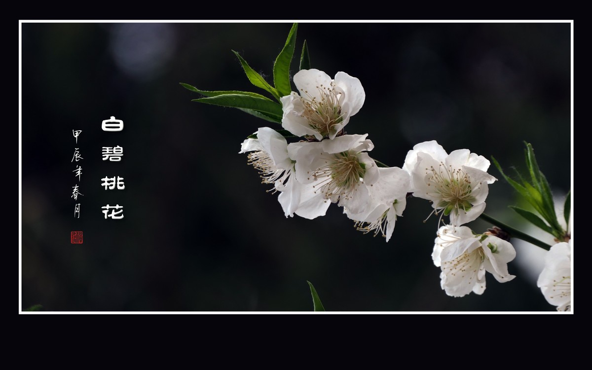 银蕊飘飘的白碧桃花