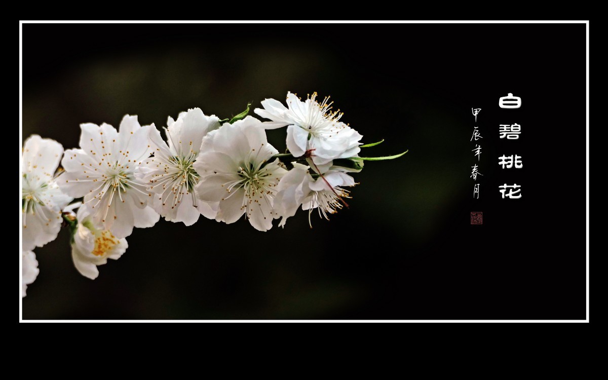 银蕊飘飘的白碧桃花