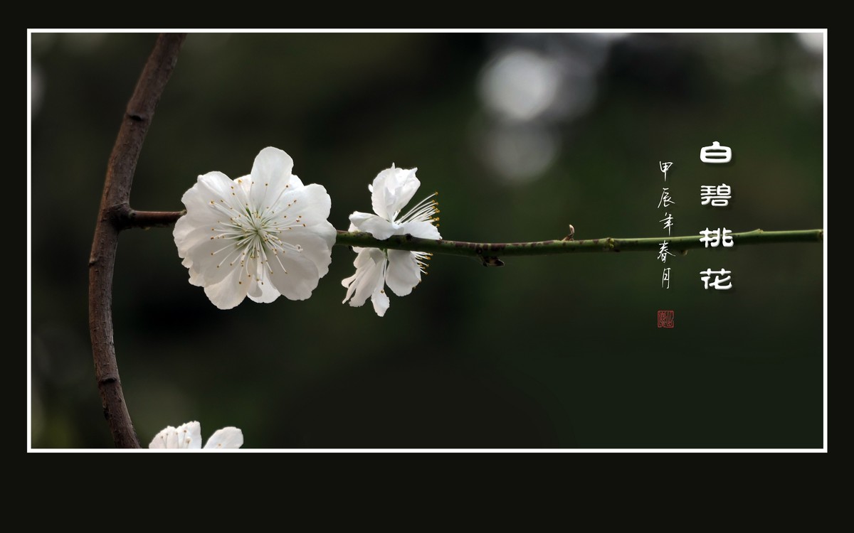 银蕊飘飘的白碧桃花
