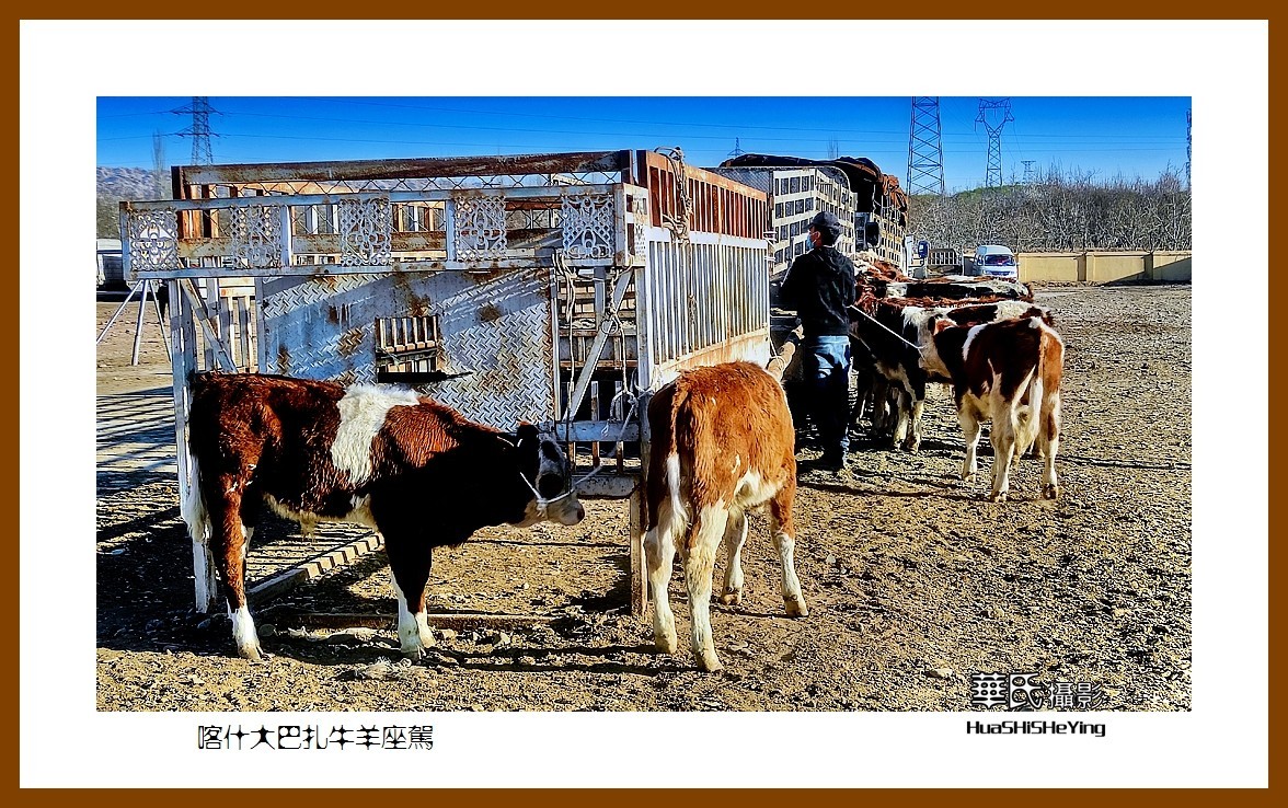 2023西行游记（新疆070）—喀什大巴扎牛羊座驾（喀什）