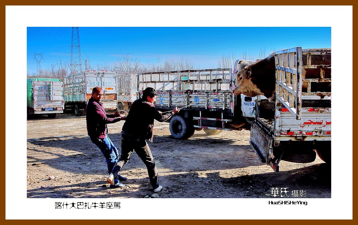 2023西行游记（新疆070）—喀什大巴扎牛羊座驾（喀什）