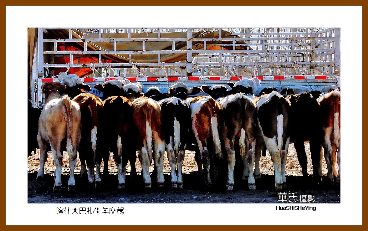 2023西行游记（新疆070）—喀什大巴扎牛羊座驾（喀什）