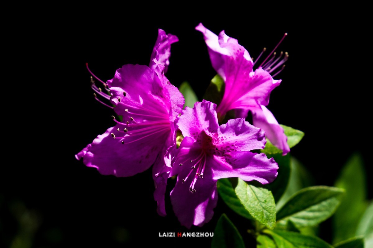 杜鹃花（2）