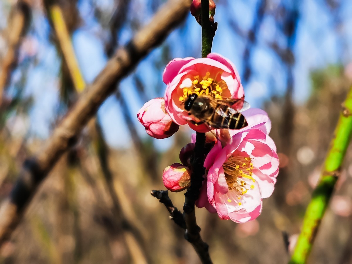 梅花
