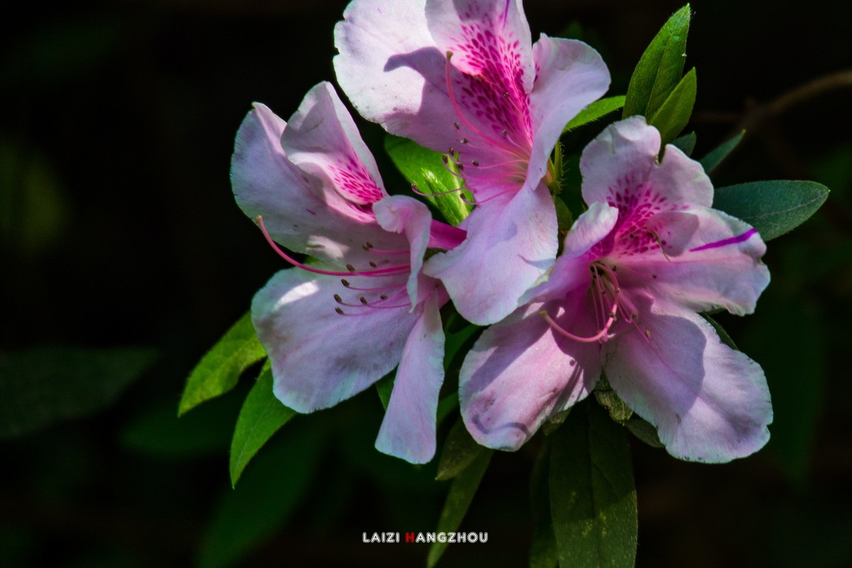 杜鹃花（3）