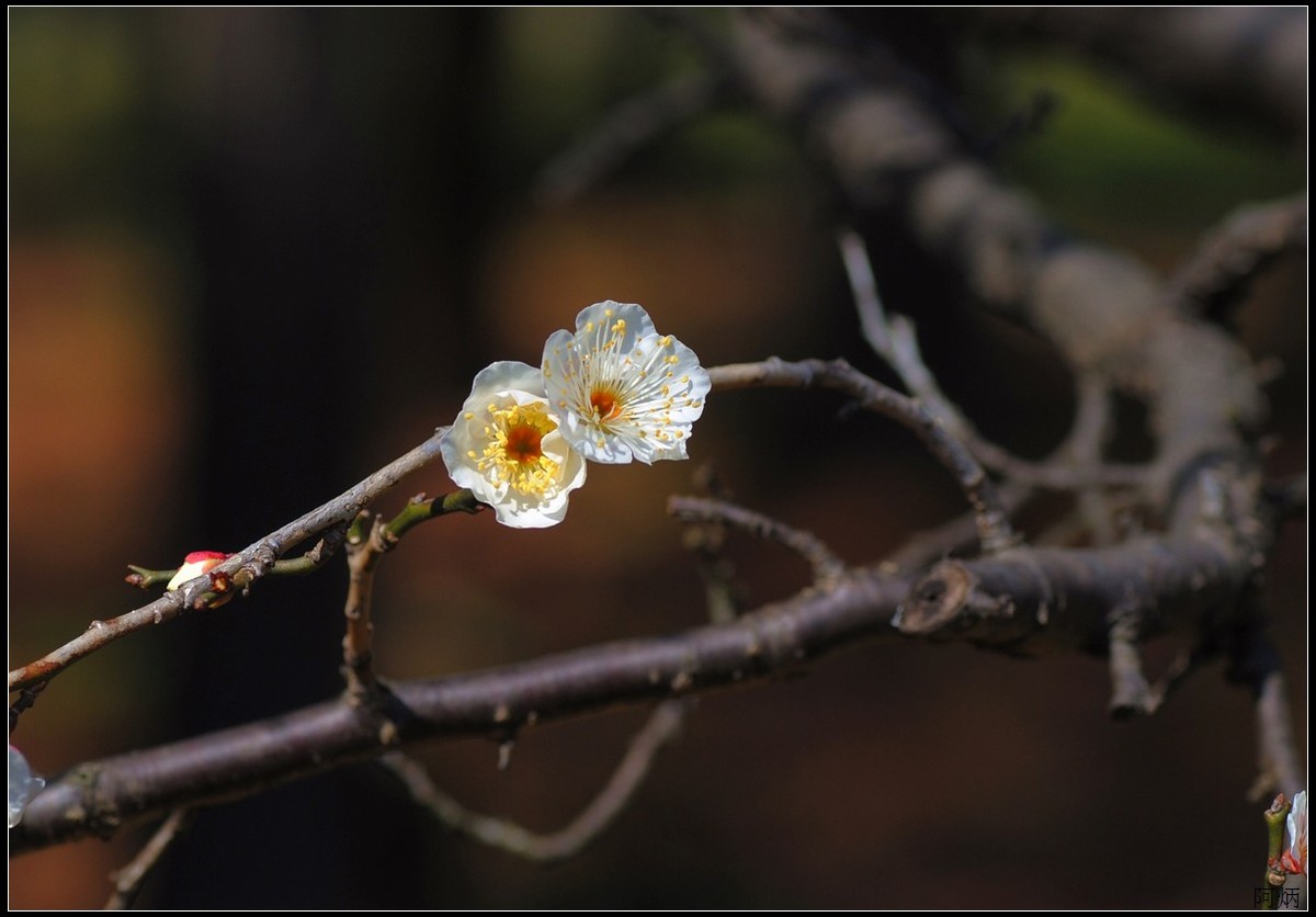 花卉练习（梅花）