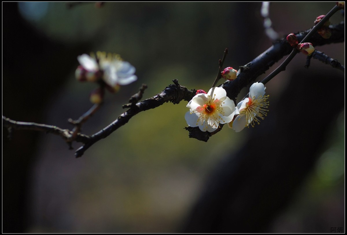 花卉练习（梅花）