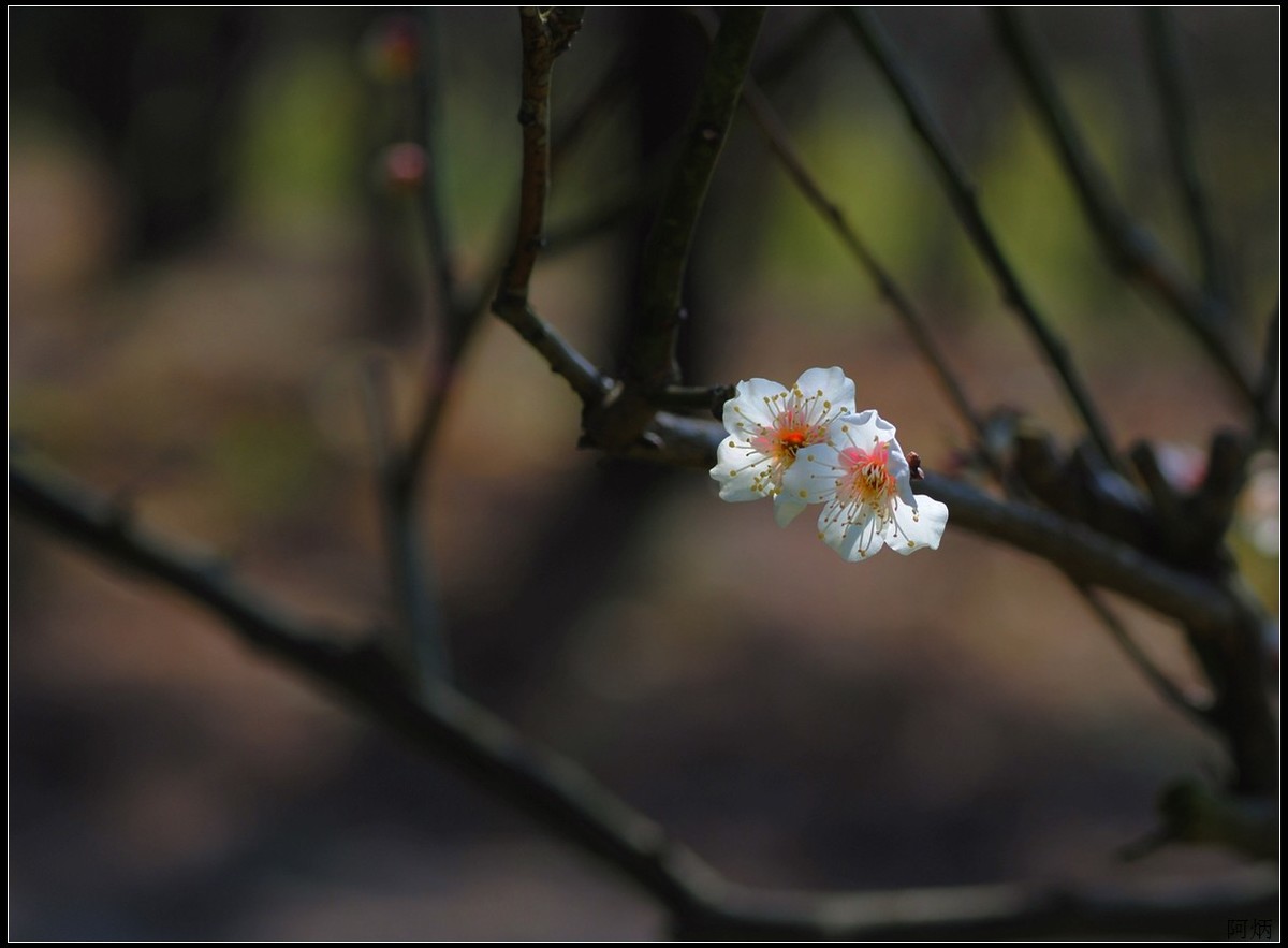 花卉练习（梅花）