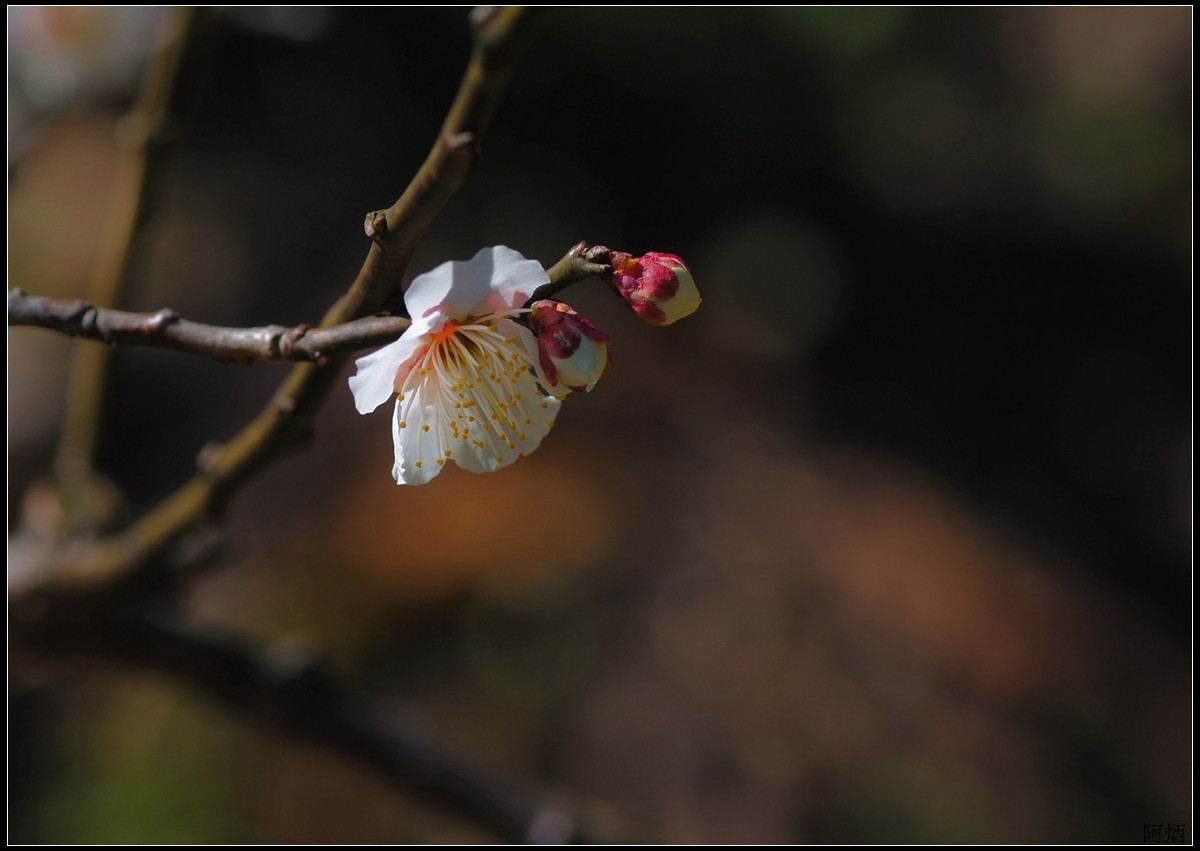 花卉练习（梅花）