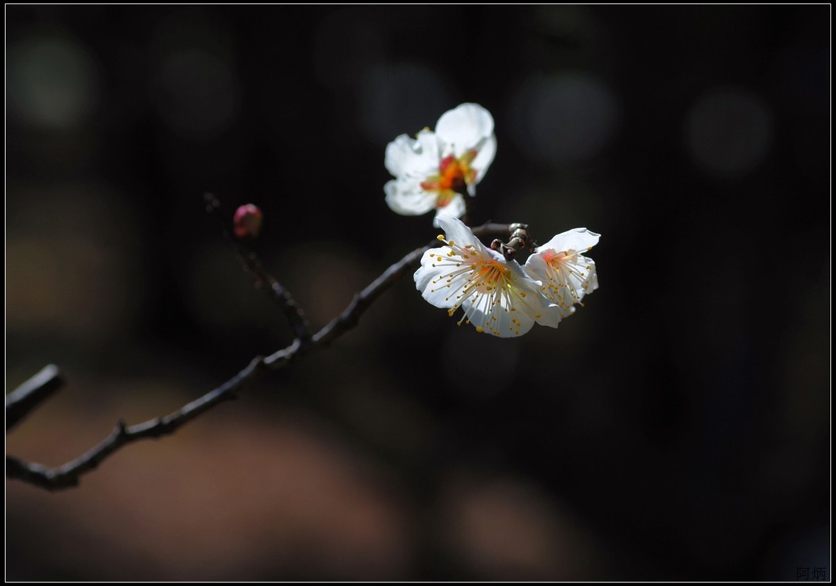 花卉练习（梅花）