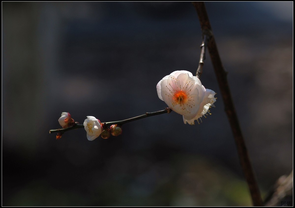 花卉练习（梅花）
