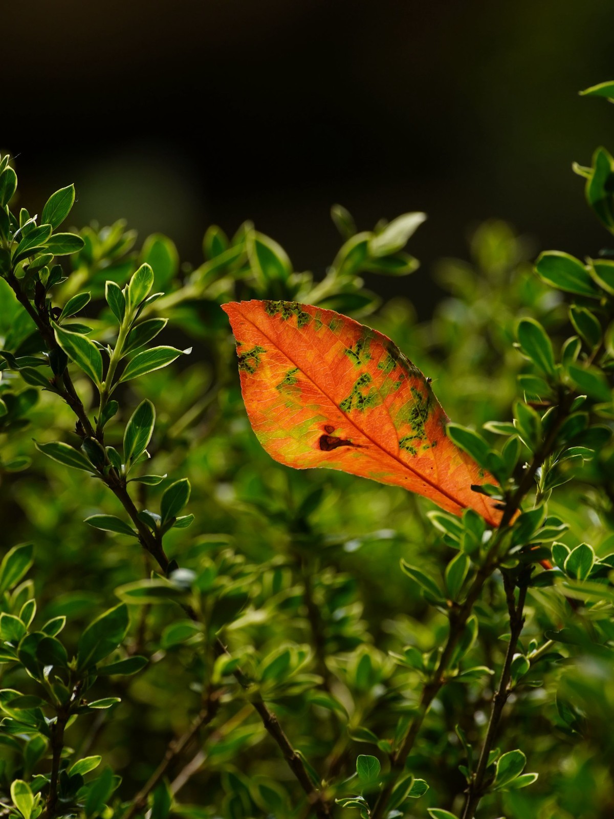 索尼A7C转接康泰时N70-300直出