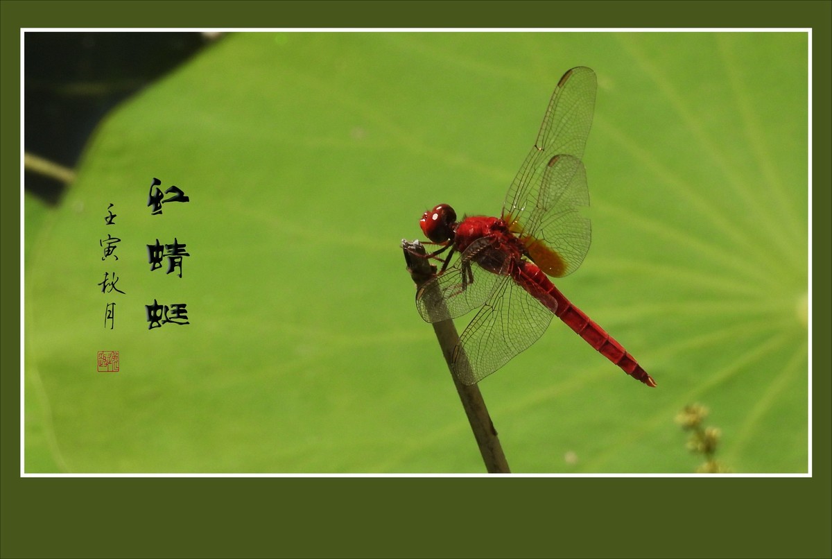 欢乐悠闲的红蜻蜓-中关村在线摄影论坛