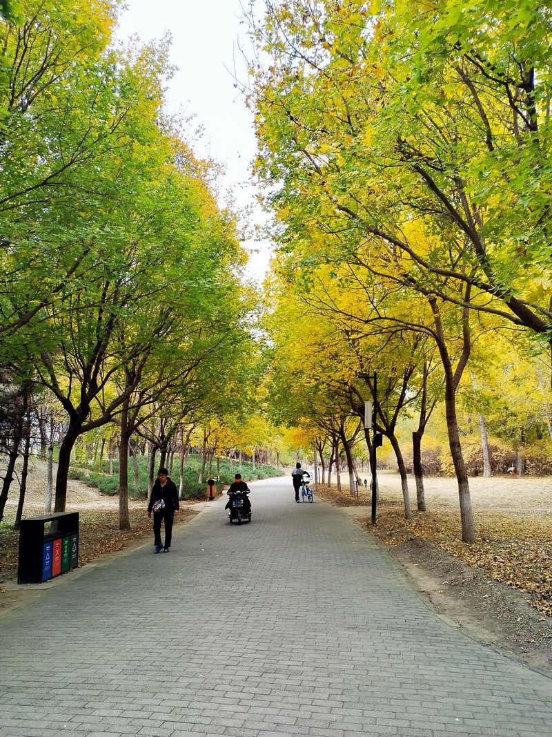 2022-161 林荫 秋色