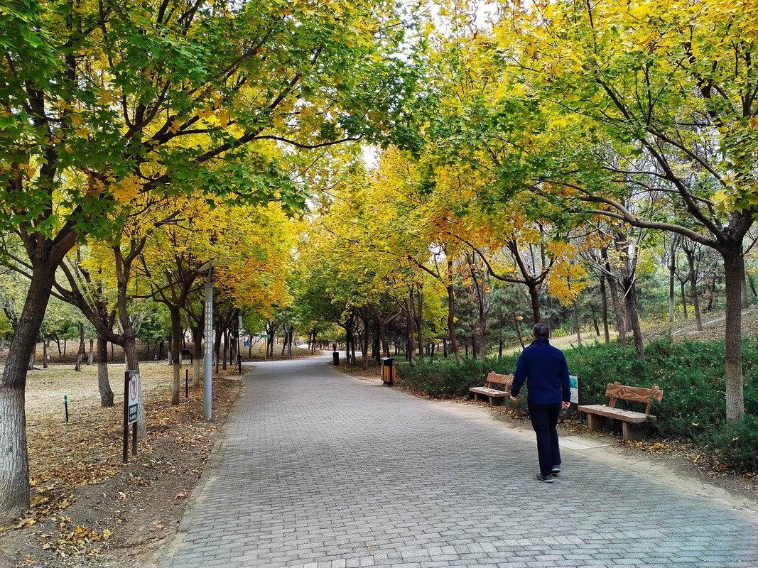 2022-161 林荫 秋色