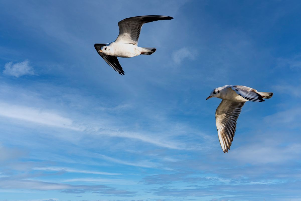 飞翔的海鸥--追焦练习