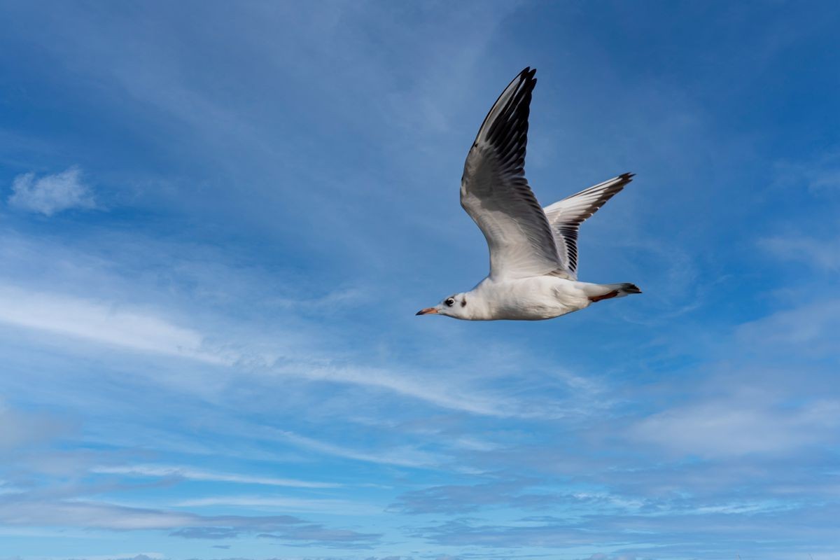 飞翔的海鸥--追焦练习