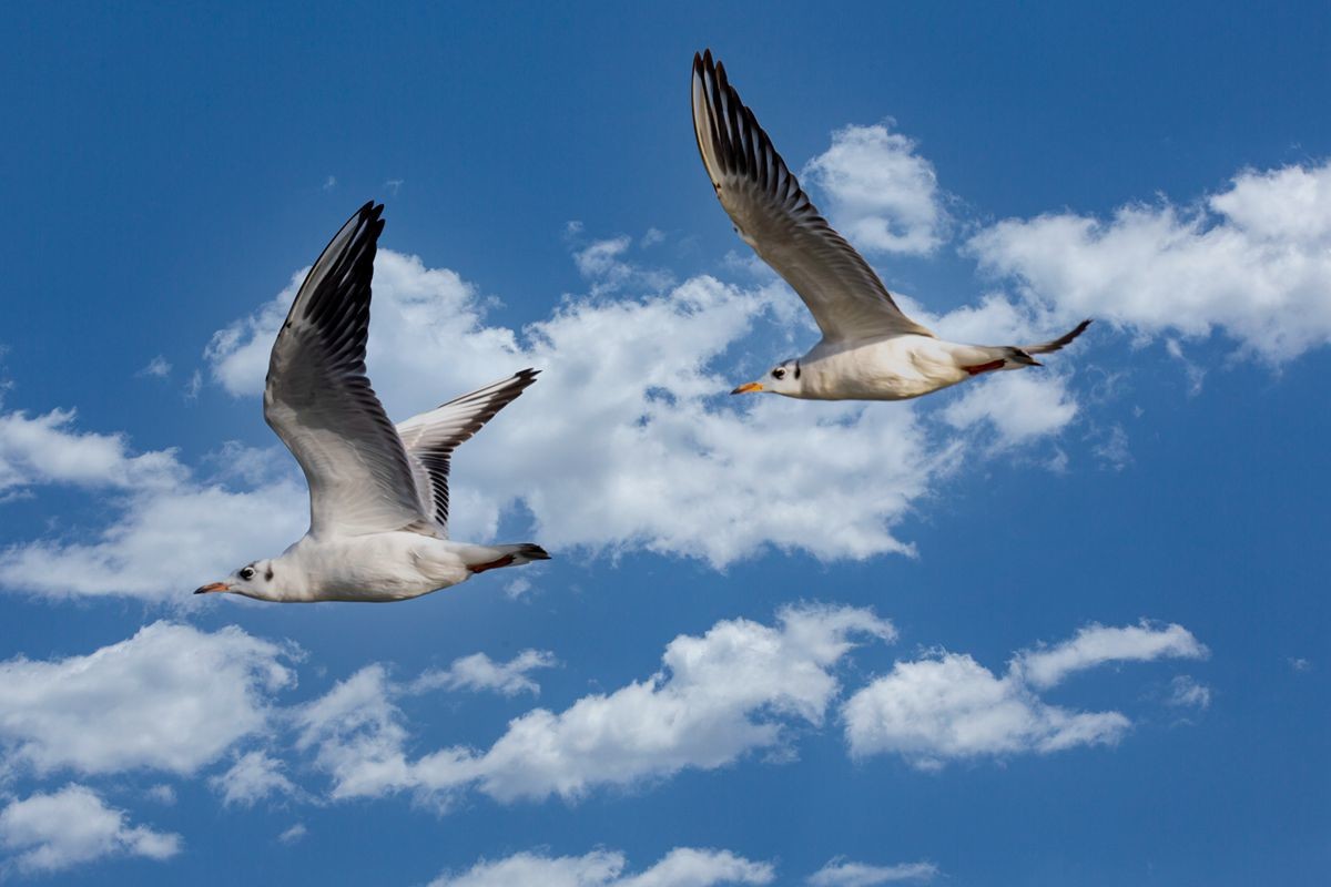 飞翔的海鸥--追焦练习