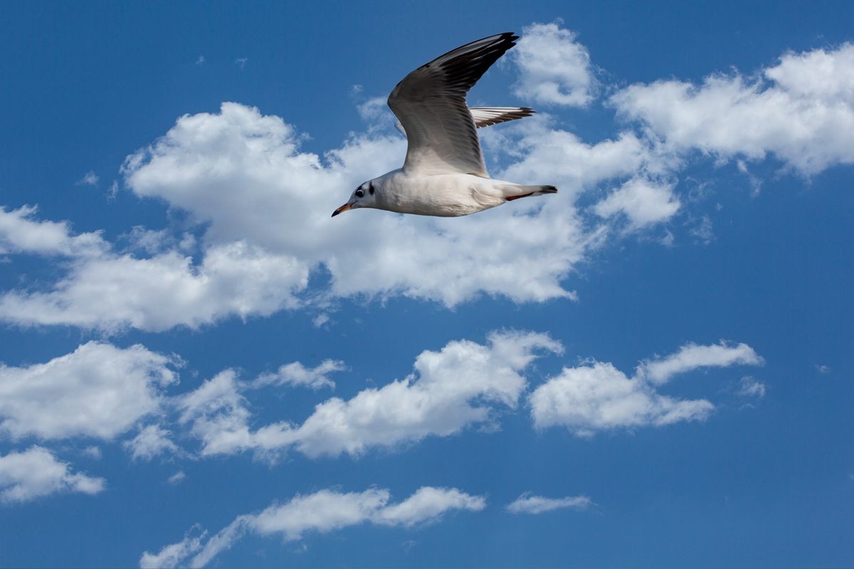 飞翔的海鸥--追焦练习