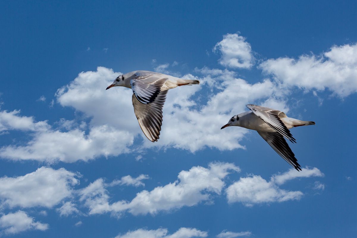 飞翔的海鸥--追焦练习