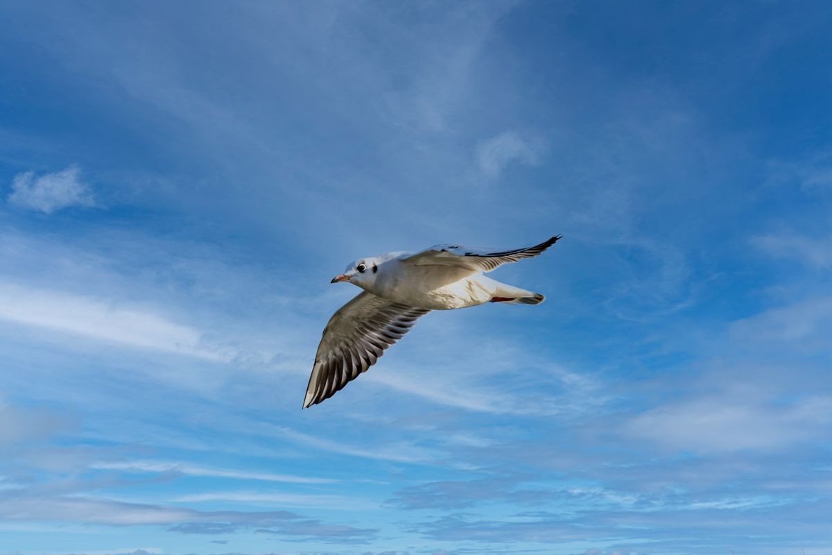 飞翔的海鸥--追焦练习