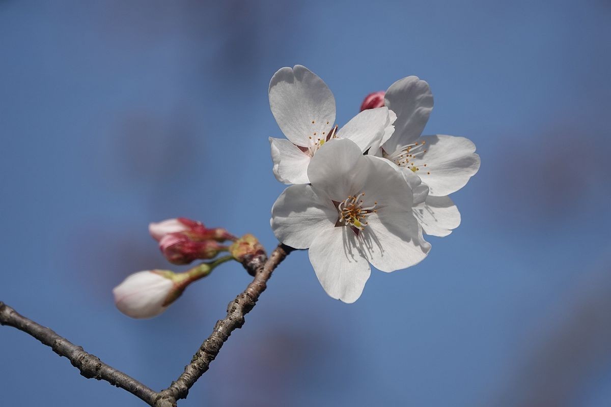路边的樱花开了