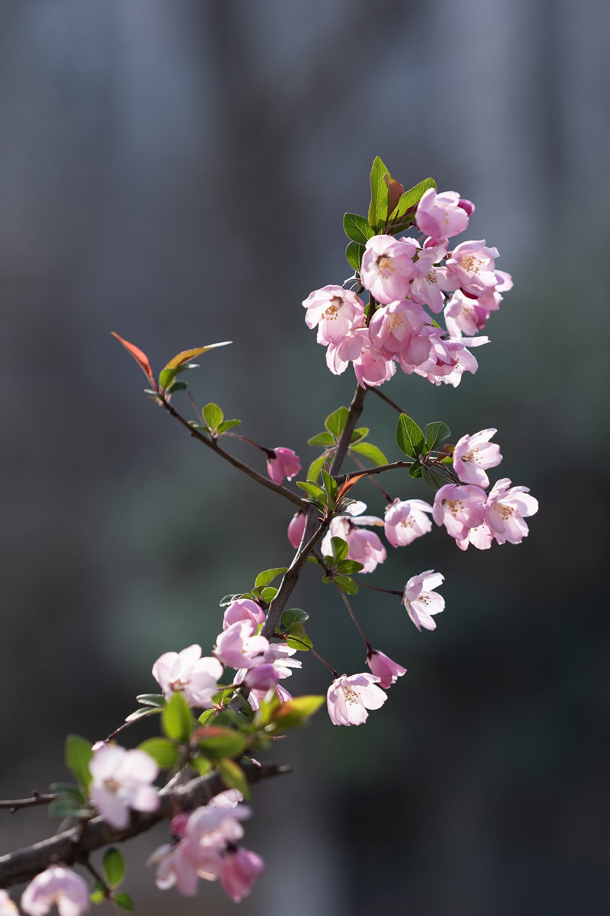 春风又度海棠来