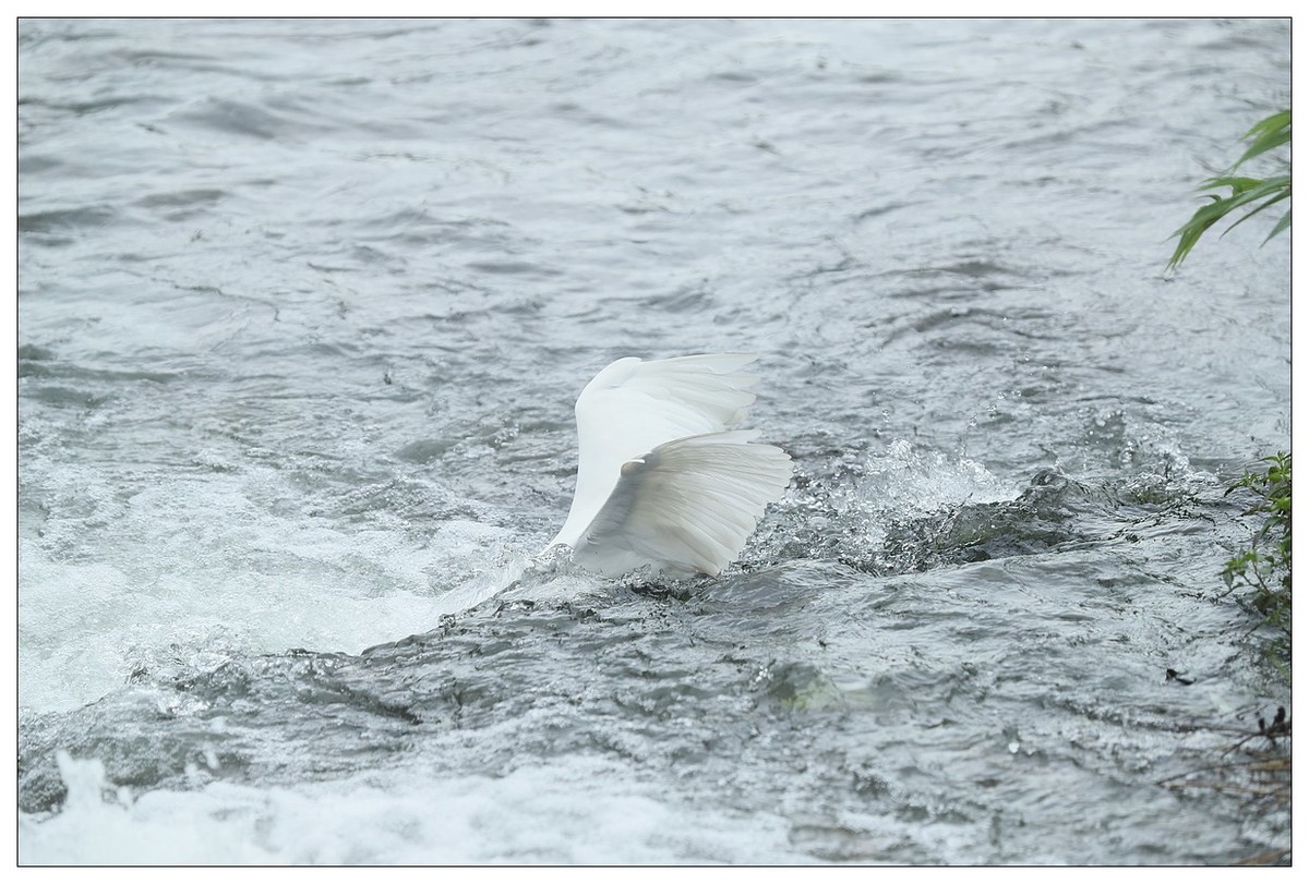 白鹭捕鱼（续）