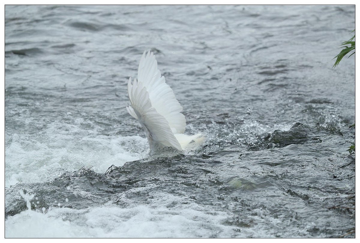 白鹭捕鱼（续）