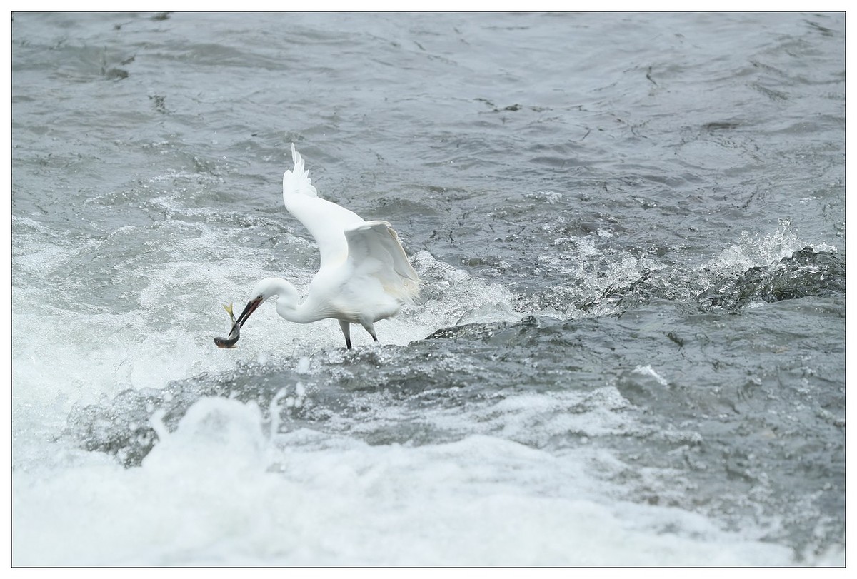 白鹭捕鱼（续）