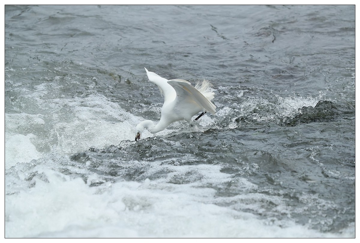 白鹭捕鱼（续）
