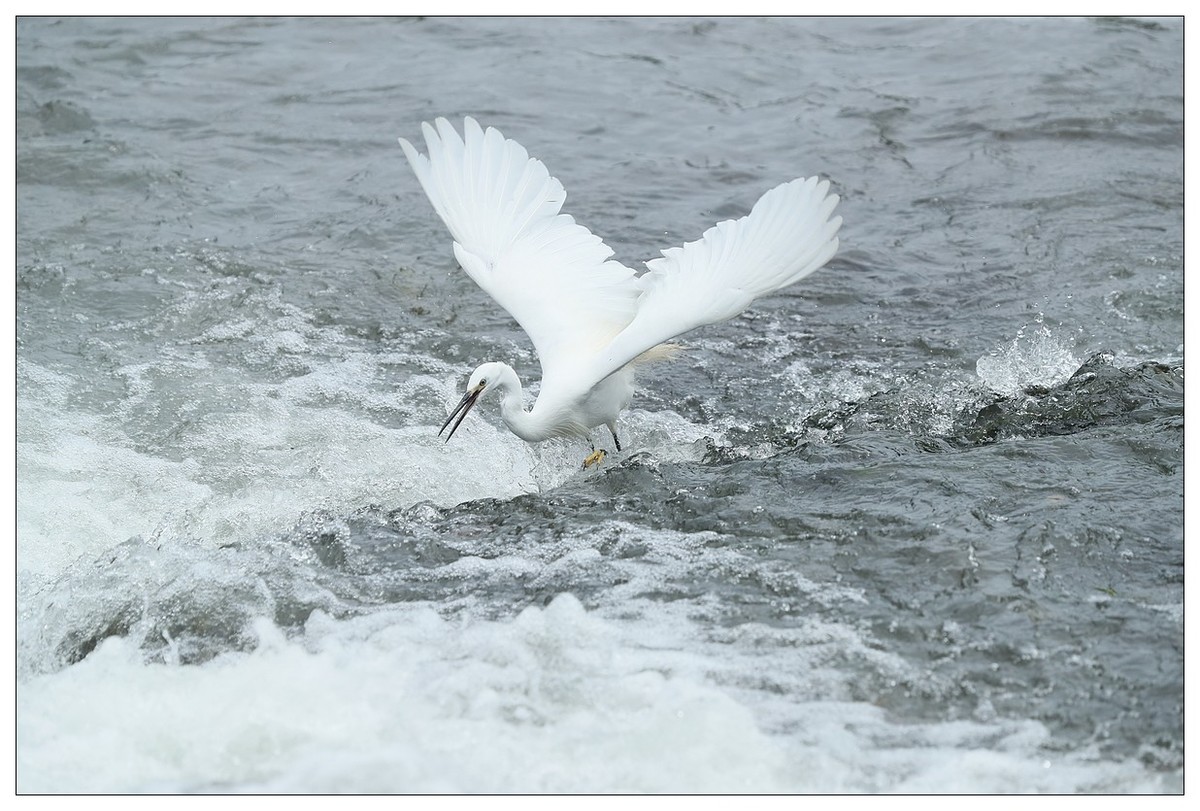 白鹭捕鱼（续）