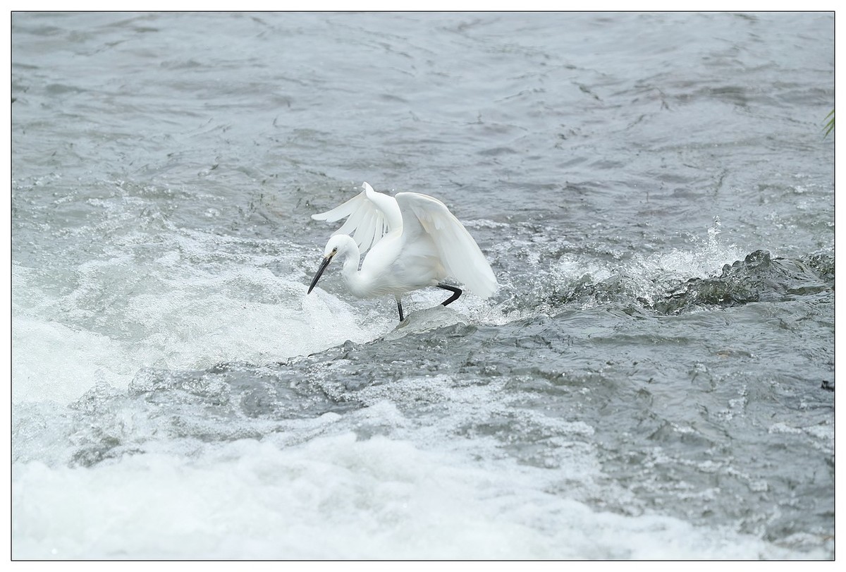 白鹭捕鱼（续）
