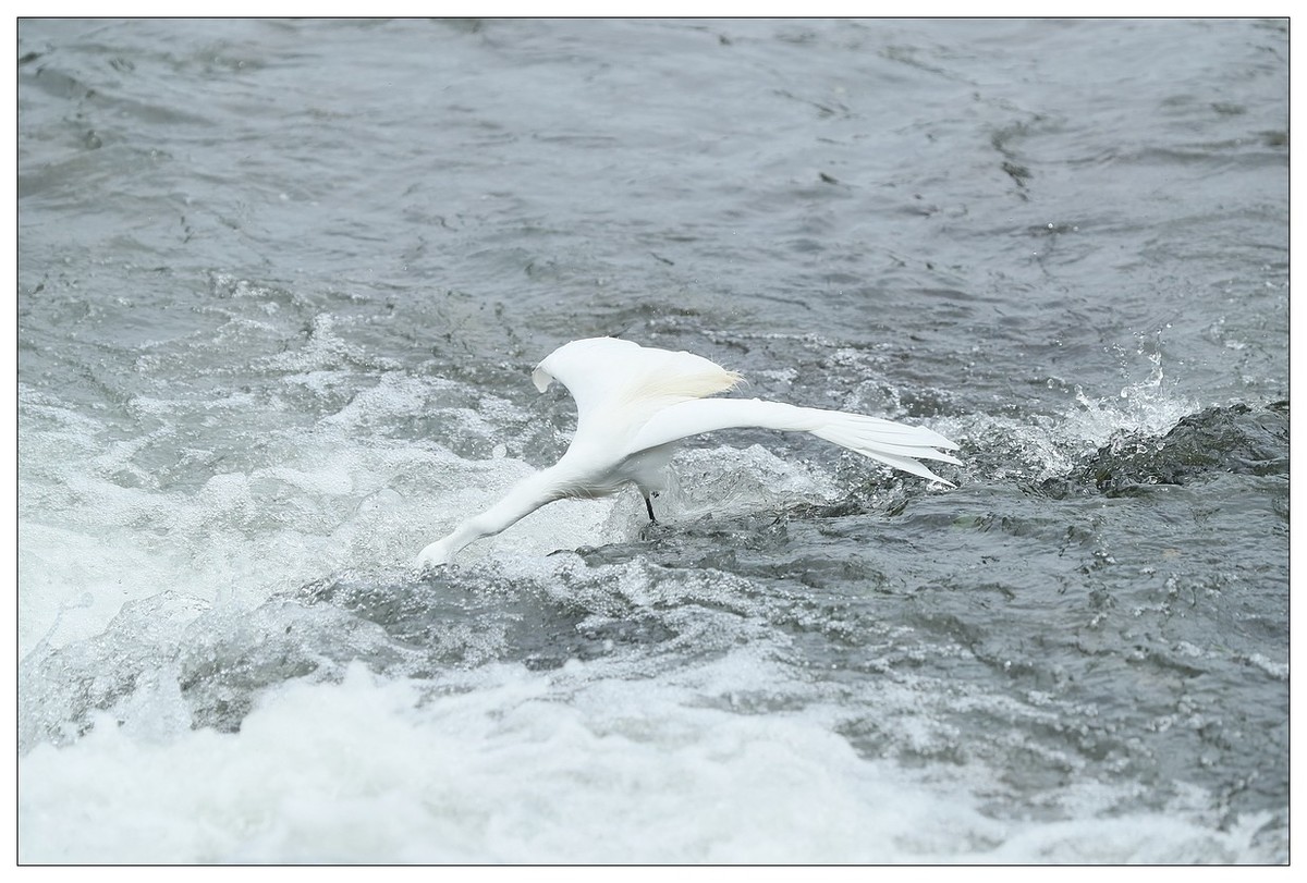 白鹭捕鱼（续）