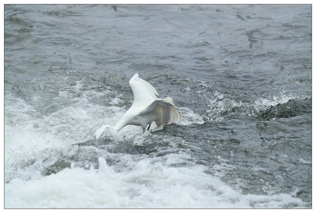 白鹭捕鱼（续）