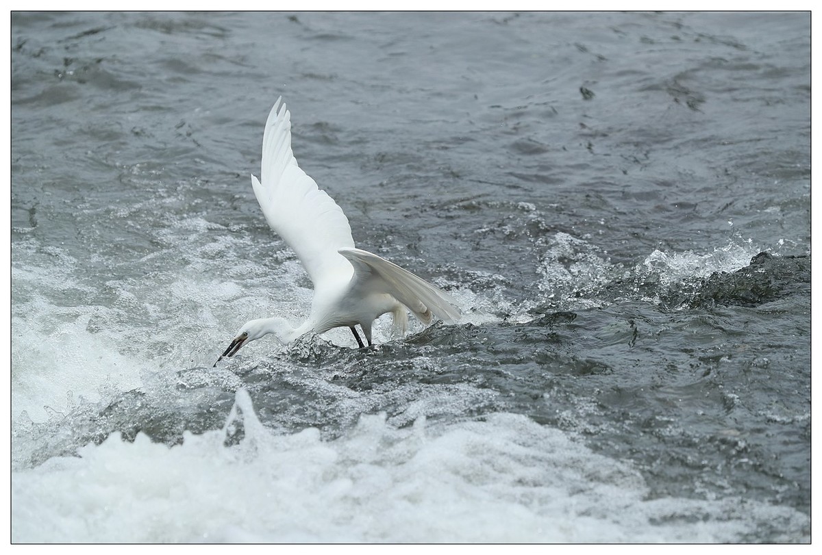 白鹭捕鱼（续）