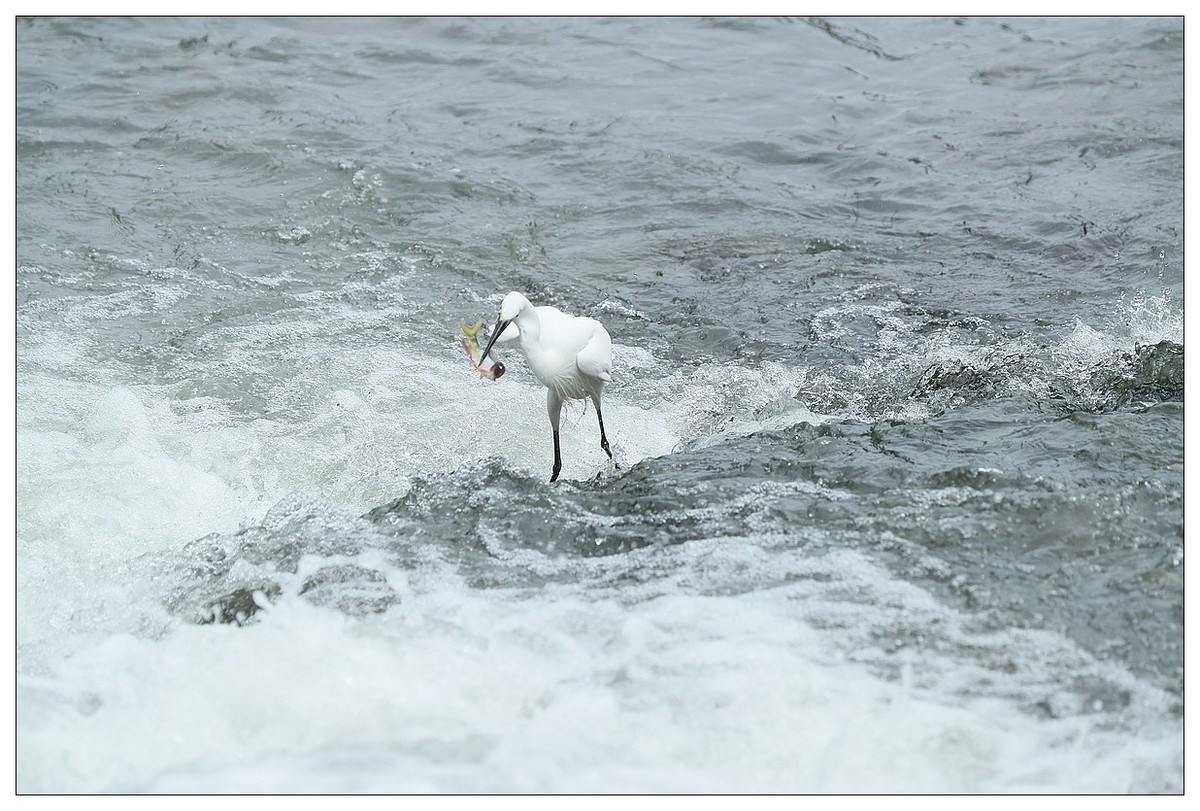 白鹭捕鱼（续）