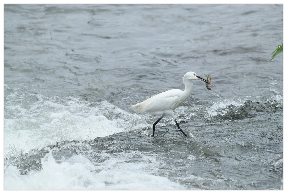 白鹭捕鱼（续）