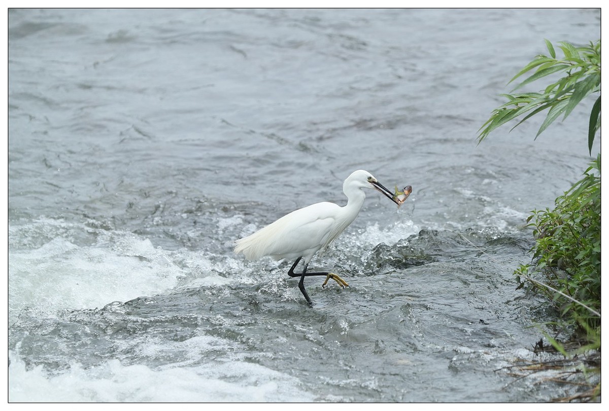 白鹭捕鱼（续）