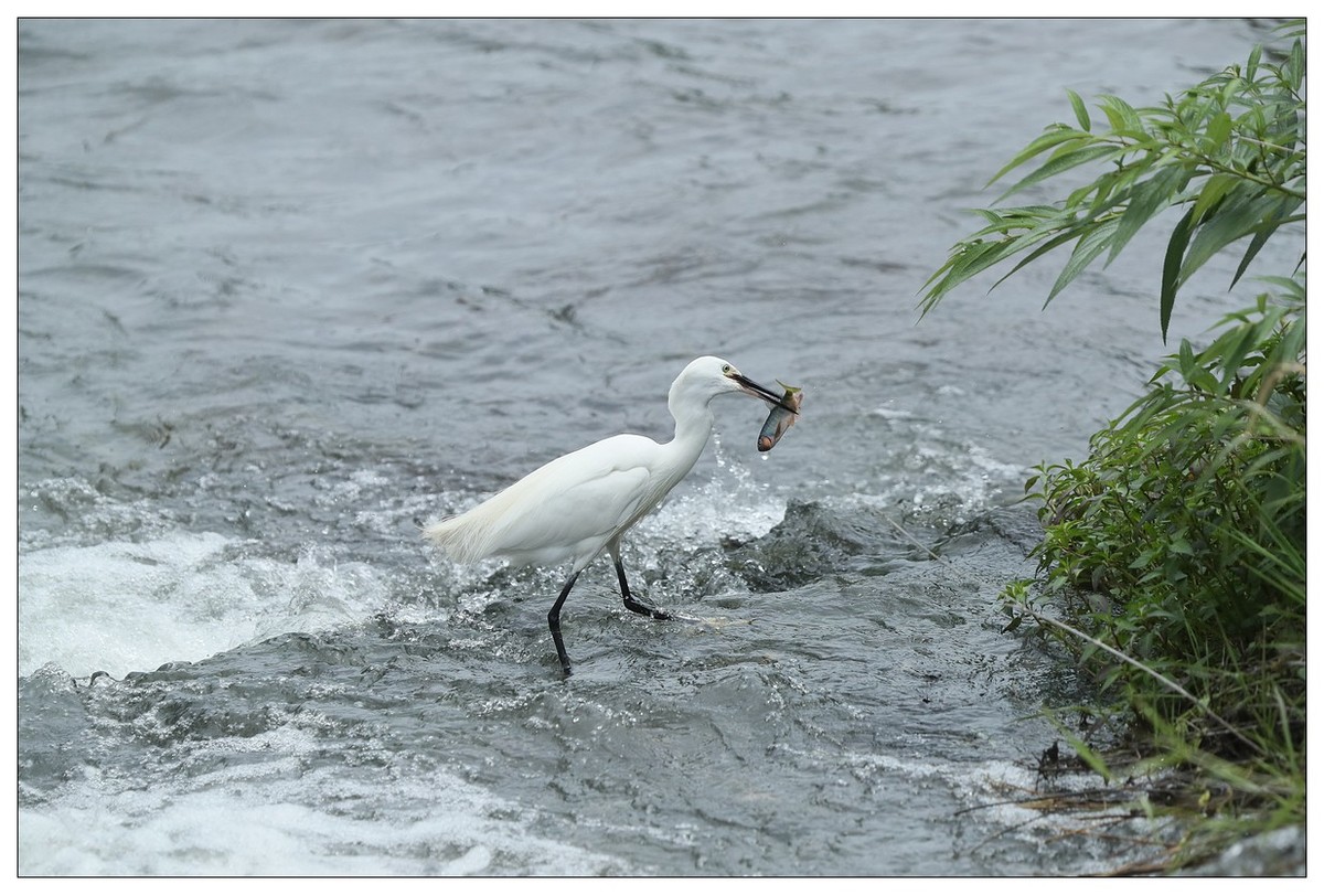 白鹭捕鱼（续）