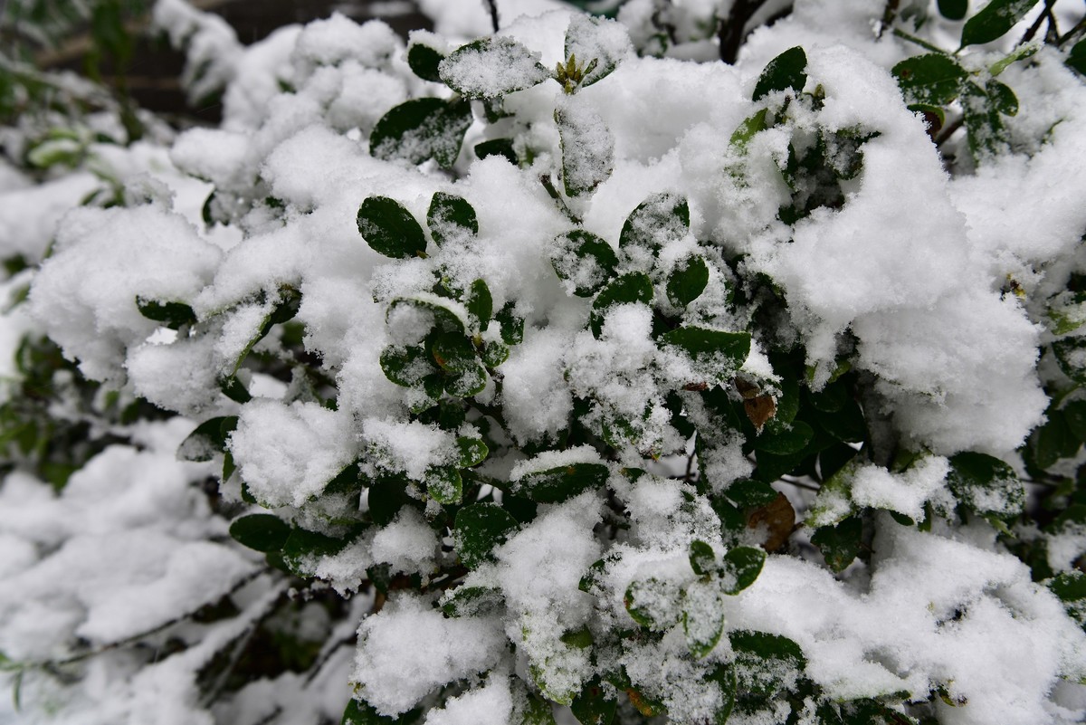 长沙下大雪啦，影记小区美妙雪景（下）