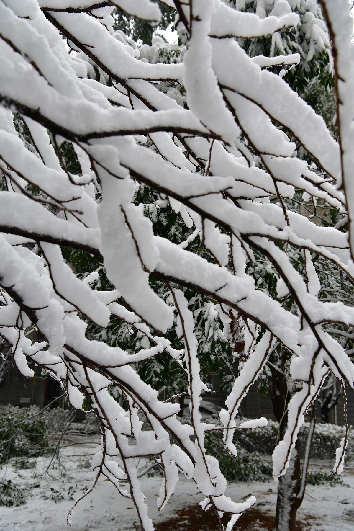 长沙下大雪啦，影记小区美妙雪景（下）
