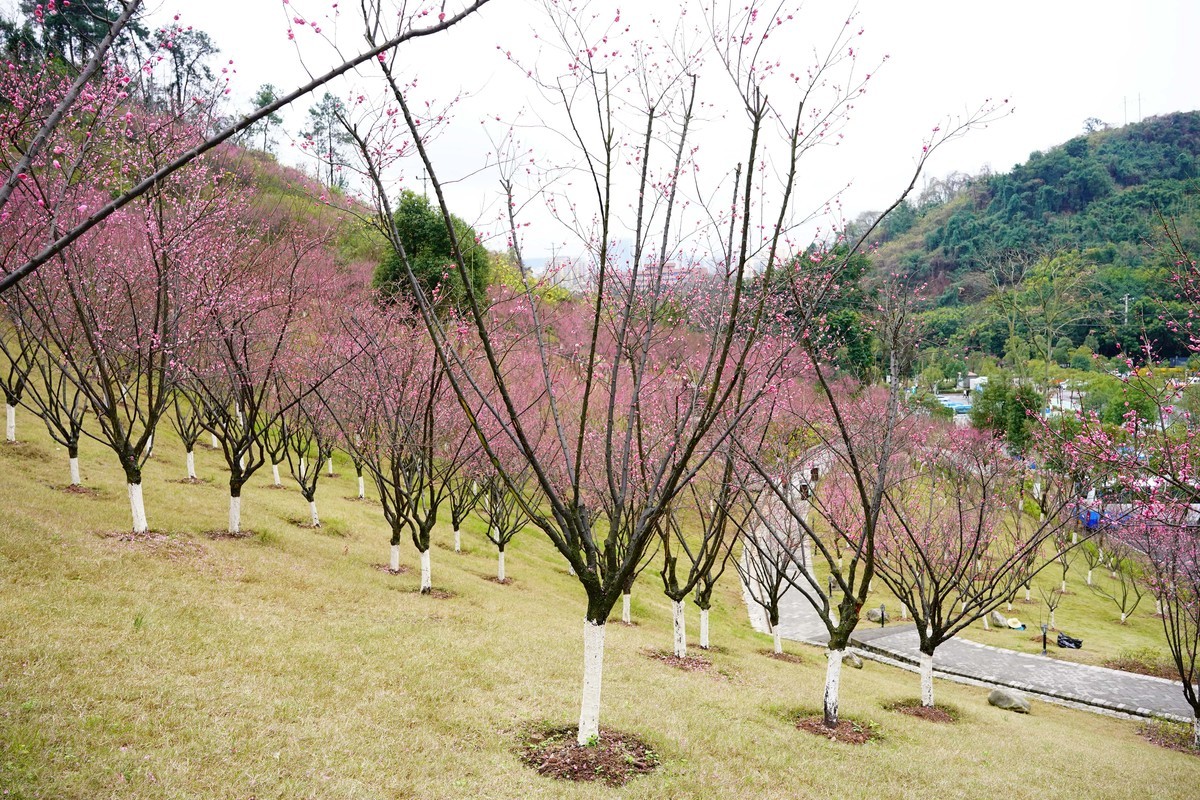 渣滓洞前红梅赞